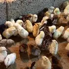 صوص بلدي