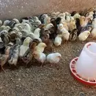 صيصان بلدي