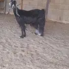 عنز حليب ديدها هش وحليبها وافر سوم 960