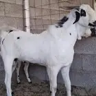 تيوس وفحول ماعز بيشي