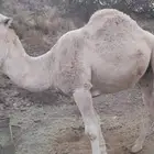 جمل على جميع الشروط