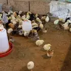 صيصان بلدي