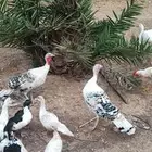 ديك ودجاج رومي