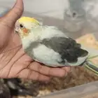 للبيع فروخ كروان وروز