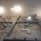 صوص بلدي