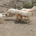 ضأن للبيع