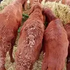 سواكني على أصوله.. بالباحة معشوقة