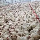 مشرف مزارع الدواجن وليه خبره عاليه في هذا المجال 15سنه
