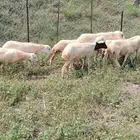 رخيل مع فحلها للبيع