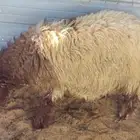 خروف نعيمي مغلق شحم وطرف