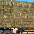 برسيم صافي جندير ورقه وشد وطول