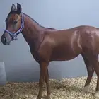 مهر عنره 9 شهور