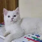 2 Persian Male Kittens