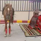 اجار جمال رحول وخيل عربية اصيلة