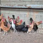 دجاج وديكه بلدي