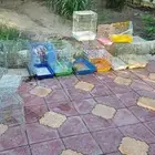 اقفاص طيور للبيع