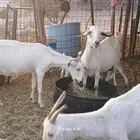 معزا بيشيات مراح واحد