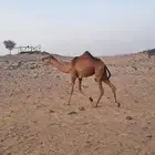بكره حمرا