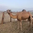 لقحه ملاقي ساحليه