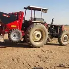 للبيع بذاره بطاطس