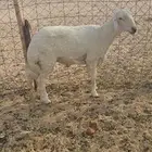 فحل ثني والثاني جذع