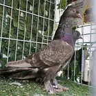 تركي طحيني مشروط