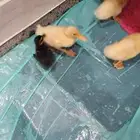 بط بكيني من عمر اسبوع ال شهر