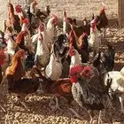 ديوك بلدي
