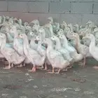 صباح الخير يتوفر بط بكيني لحم وشحم وطعم فاخر من لاخر يتوفر ذ