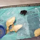 بط بكيني