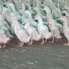 صباح الخير يتوفر بط بكيني لحم وشحم وطعم فاخر من لاخر يتوفر ذ