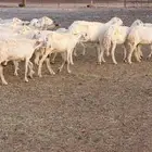 غنم حريه طيبه ونظيفه
