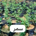 شتلات متنوعة