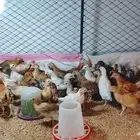 صوص دجاج بلدي محصن العدد 70 تقريبا العمر شهر