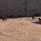 دجاج بياض