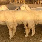 رخال حريات صنف تأسيس مراح