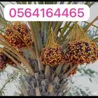 محصول تمر برني حلوة برحي