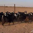 معزا عوارض العدد 40 بالفحل تحتها 2