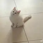 قطط تبني العمر 6 اشهر