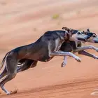 سلوقي عربي