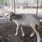 رخل للبيع بعمر شهرين الا