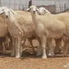 رخال حريات مقاني دفع صنف فواخر