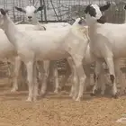 ماعز بيشيات خلفات بهمها ذبائح معزا بيشية طيبة