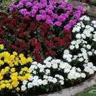 زرع طبيعى وصناعى