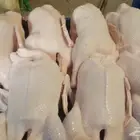 بط لحم مذبوح يتوفر كميه على حسب طلب