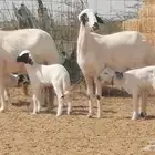 رخال حريات خلفات مقاني ضان حرية مولدة 3 رأس