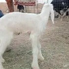 داغور عيسي