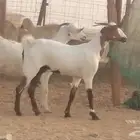 جفار بيشيات صنف كحل وبيض جفرات بيشية جنب