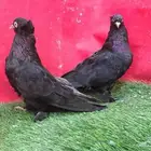حمام تركي اسود لمعه
