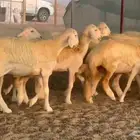 اعرض لكم اليوم عرض مميز للمحبين الحريات الرخال 40